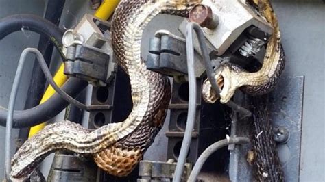 2 snake in the electric box out of power|Snake Receives '12,000 Volts Shock' After Crawling Into Electrica.